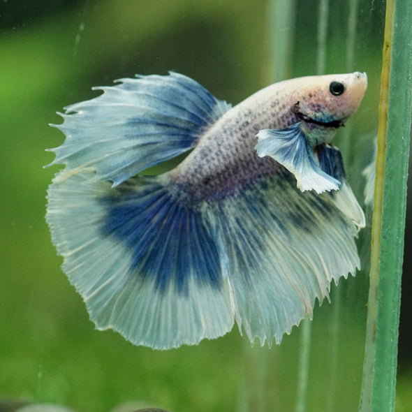 Dumbo Halfmoon - 12 weeks old