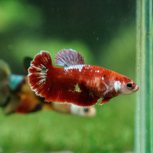 Multicolor/ Galaxy Koi Plakat- Female- 13 Weeks Old