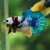 Multicolor/Galaxy Koi Plakat -16 weeks Old