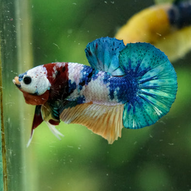Multicolor/Galaxy Koi Plakat -16 weeks Old