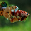 Multicolor/Galaxy Koi Plakat -16 weeks Old