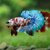 Multicolor/Galaxy Koi Plakat -16 weeks Old