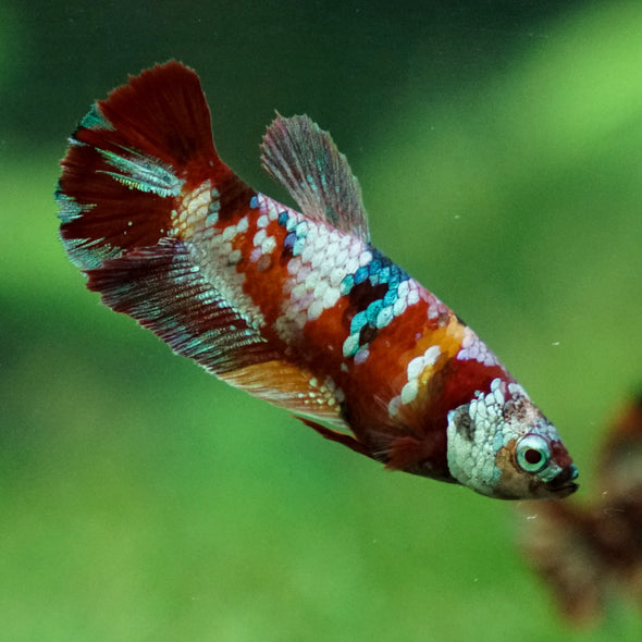 Multicolor/ Galaxy Koi Plakat - Female- 13 Weeks Old