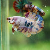 Multicolor/Galaxy Koi Plakat -16 weeks Old