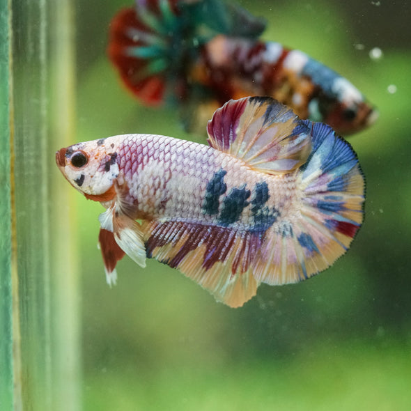 Multicolor/Galaxy Koi Plakat -16 weeks Old