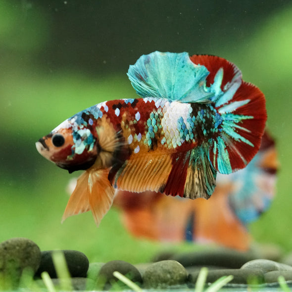 Multicolor/Galaxy Koi Plakat -16 weeks Old