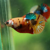 Multicolor/ Galaxy Koi Plakat- Female- 13 Weeks Old