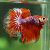 Galaxy/Candy Koi Halfmoon - 14 weeks old