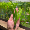 Java Fern