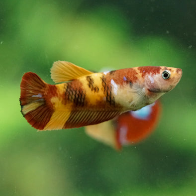 Multicolor/ Galaxy Koi Plakat- Female- 13 Weeks Old