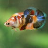 Multicolor/ Galaxy Koi Plakat- Female- 13 Weeks Old