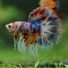 Galaxy/Candy Koi Halfmoon - 14 weeks old