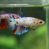 Multicolor/ Galaxy Koi Halfmoon - Female- 13 Weeks Old