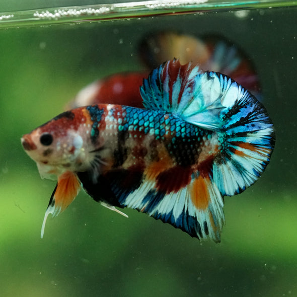Multicolor/Galaxy Koi Plakat -16 weeks Old