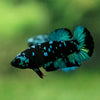 Black Galaxy Koi Plakat (Avatar) - Female- 13 Weeks Old