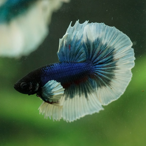 Dumbo Halfmoon - 12 weeks old