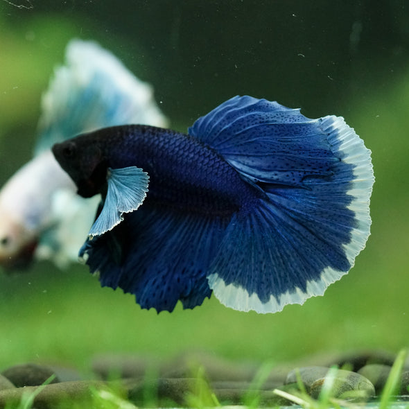 Dumbo Halfmoon - 10 weeks old