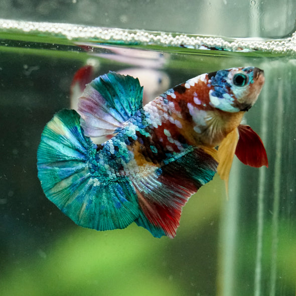 Multicolor/Galaxy Koi Plakat -16 weeks Old