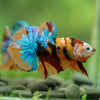 Multicolor/Galaxy Koi Plakat -16 weeks Old
