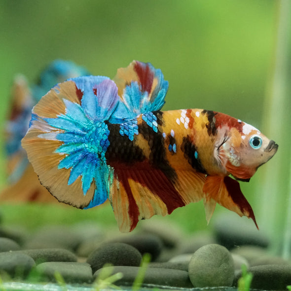 Multicolor/Galaxy Koi Plakat -16 weeks Old