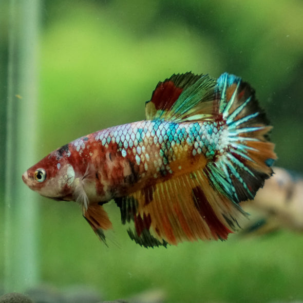 Multicolor/ Galaxy Koi Halfmoon- Female- 13 Weeks Old