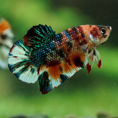 Multicolor/Galaxy Koi Plakat -16 weeks Old