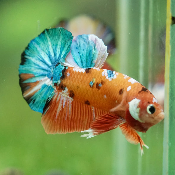 Multicolor/Galaxy Koi Plakat -16 weeks Old