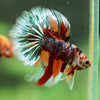 Galaxy/Candy Koi Halfmoon - 14 weeks old