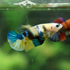 Multicolor/ Galaxy Koi Plakat- Female- 13 Weeks Old