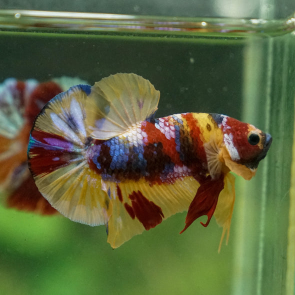 Multicolor/Galaxy Koi Plakat -13 weeks Old