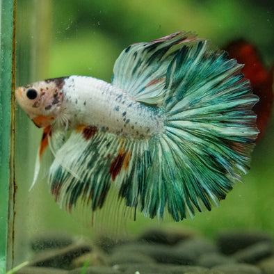 Galaxy/Candy Koi Halfmoon - 14 weeks old