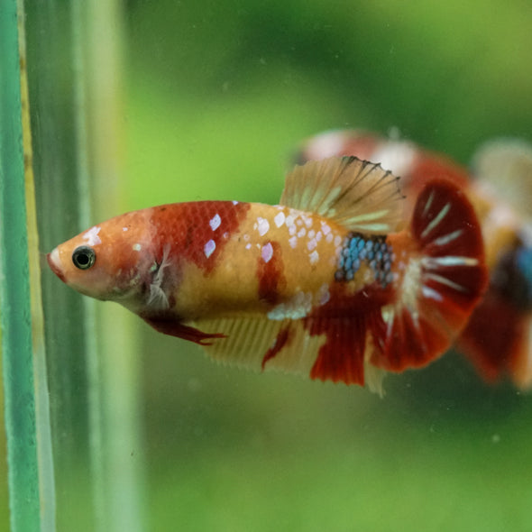 Multicolor/ Galaxy Koi Plakat- Female- 13 Weeks Old