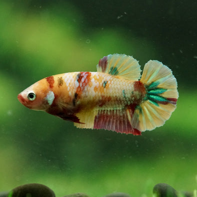 Multicolor/ Galaxy Koi Plakat- Female- 13 Weeks Old