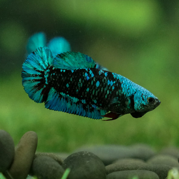 Black Galaxy Koi Plakat (Avatar) - Female- 13 Weeks Old