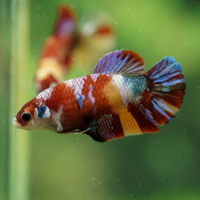 Multicolor/ Galaxy Koi Plakat- Female- 13 Weeks Old