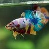 Multicolor/Galaxy Koi Plakat -16 weeks Old