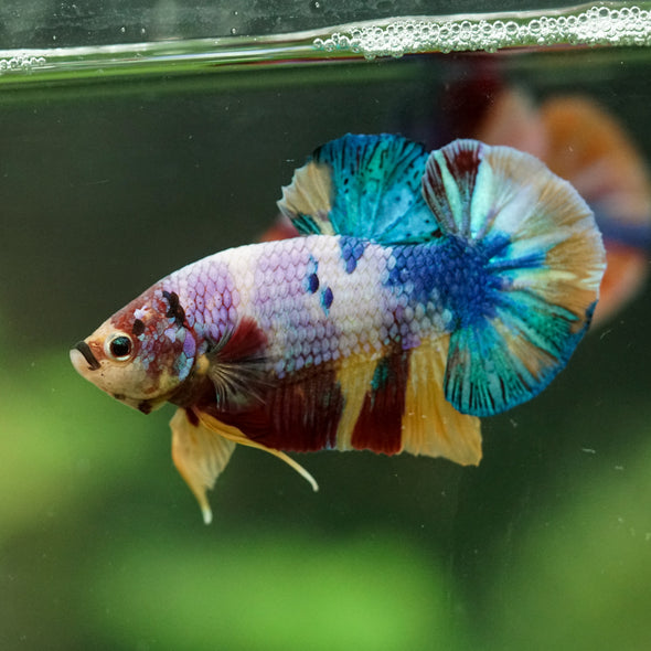 Multicolor/Galaxy Koi Plakat -16 weeks Old