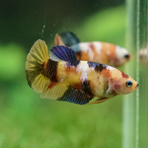 Multicolor/ Galaxy Koi Plakat - Female- 13 Weeks Old