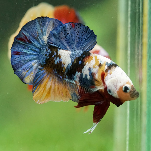 Multicolor/Galaxy Koi Plakat -16 weeks Old