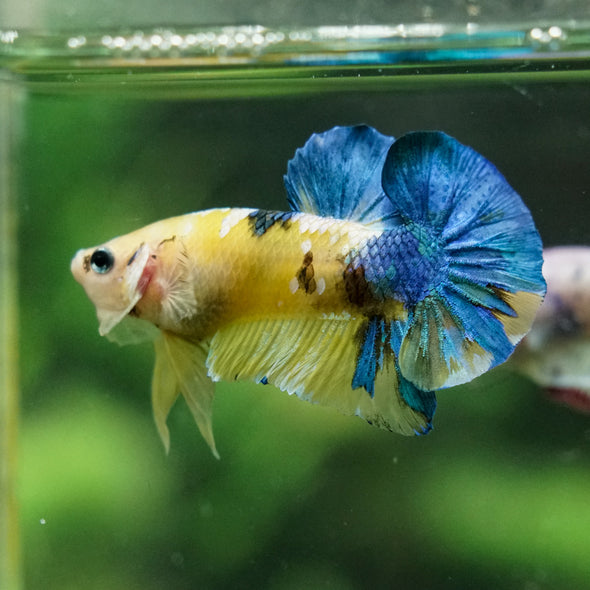 Multicolor/Galaxy Koi Plakat -16 weeks Old