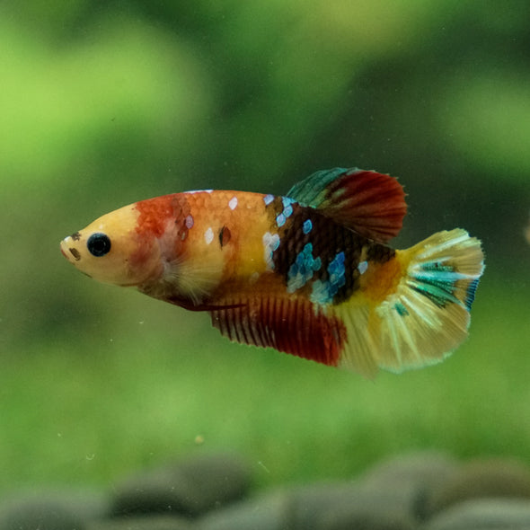 Multicolor/ Galaxy Koi Plakat - Female- 13 Weeks Old