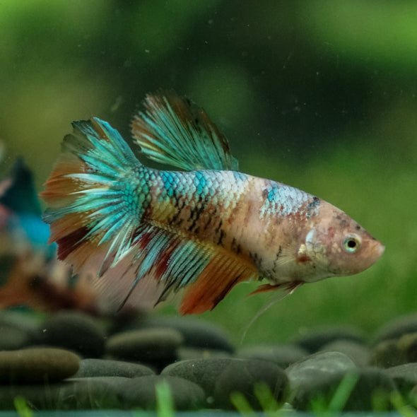 Multicolor/ Galaxy Koi Halfmoon- Female- 13 Weeks Old