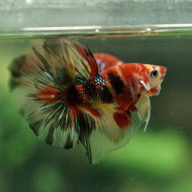 Candy/Galaxy Koi Halfmoon - 11 weeks old