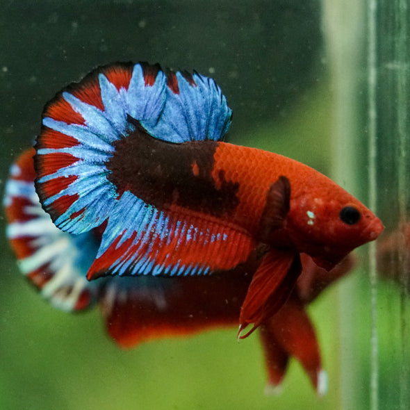 Red Fancy (Hell Boy) Plakat -13 weeks Old