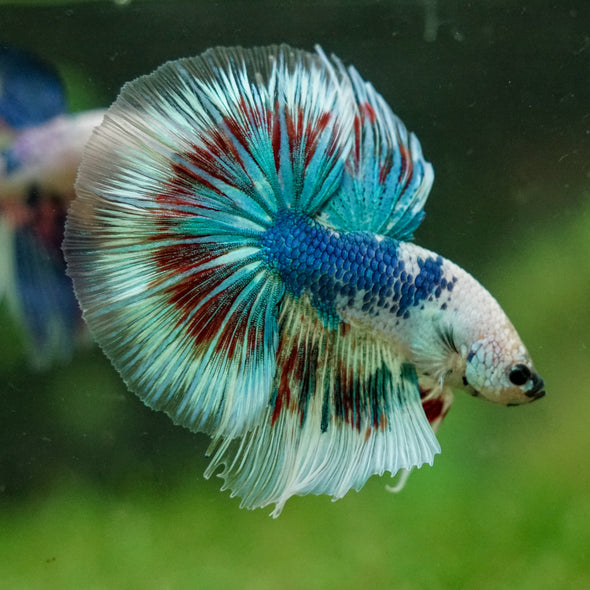 Galaxy/Candy Koi Halfmoon - 14 weeks old