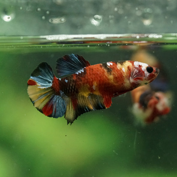Multicolor/ Galaxy Koi Plakat- Female- 13 Weeks Old