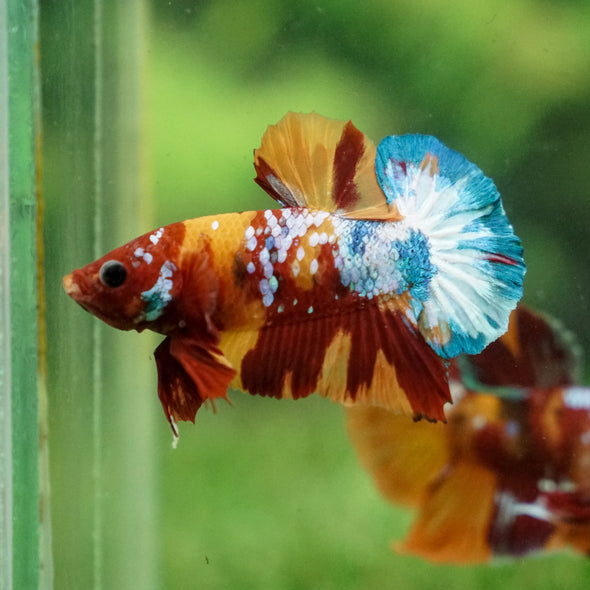 Multicolor/Galaxy Koi Plakat -13 weeks Old