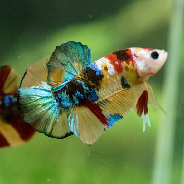 Multicolor/Galaxy Koi Plakat -13 weeks Old