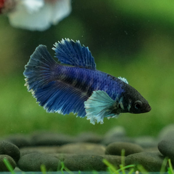 Dumbo Halfmoon - Female