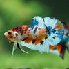 Multicolor/Galaxy Koi Plakat -16 weeks Old
